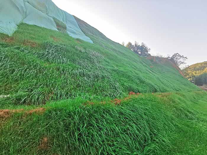 常德市鼎城区石板滩镇石煤矿区伍房石煤矿（防治I区）生态环境午夜欧美理论片工程